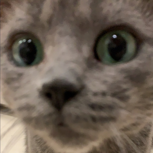 Meet your Posher, Sophia - Picture 1 of 1